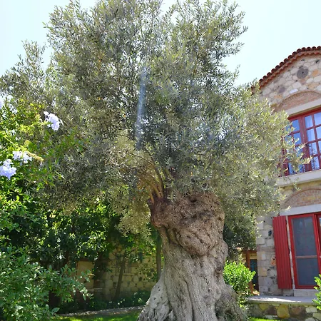 Hotell Zeytin 3*