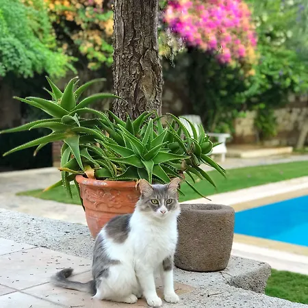 Zeytin Hotell Alaçatı