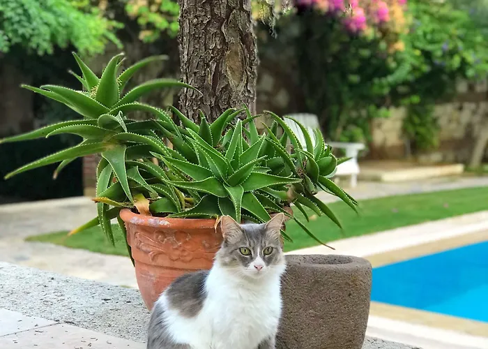 Zeytin Hotel Alaçatı