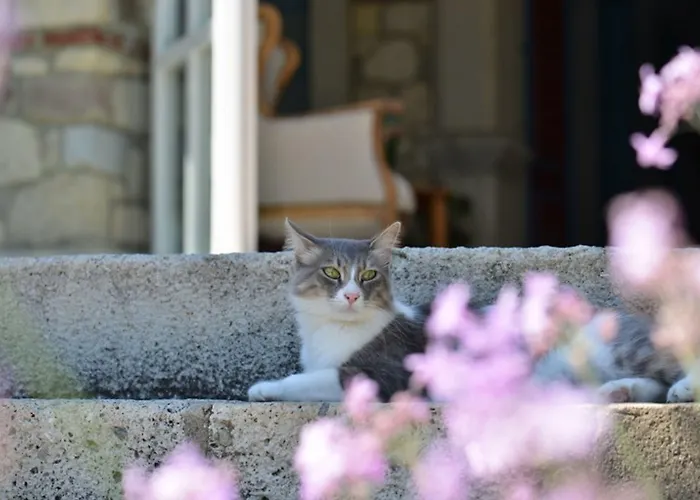 Hotel Zeytin 3*