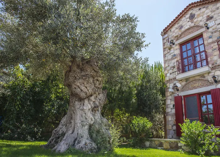 Hotel Zeytin 3*